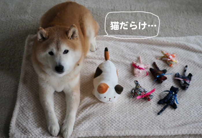 25日夕ブログ4