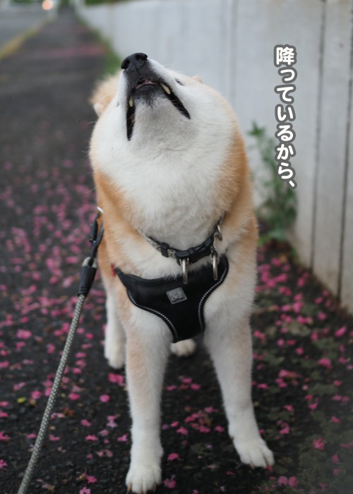 30日夜ブログ６