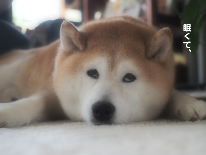9日夕ブログ５