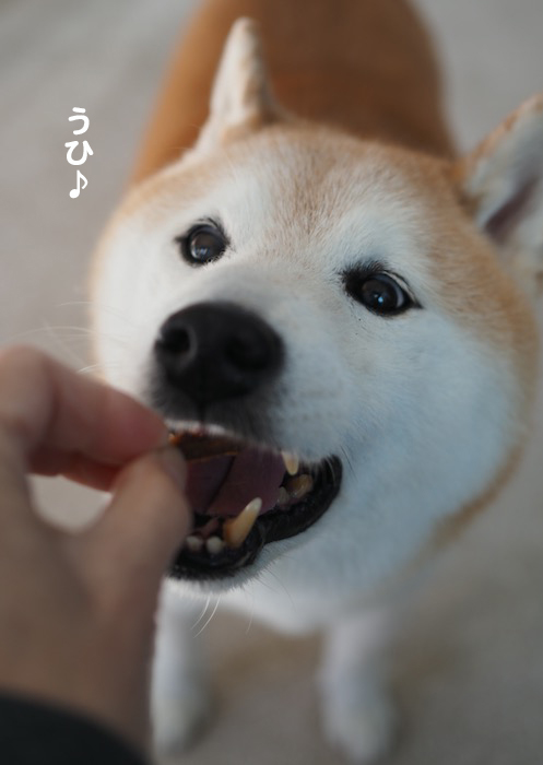 11日夕ブログ１０