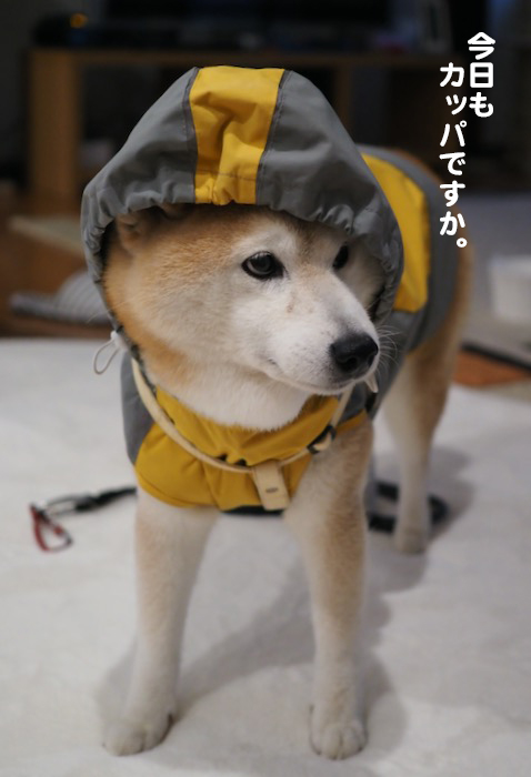 1日夕ブログ３