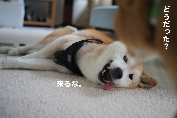 2日夕ブログ７