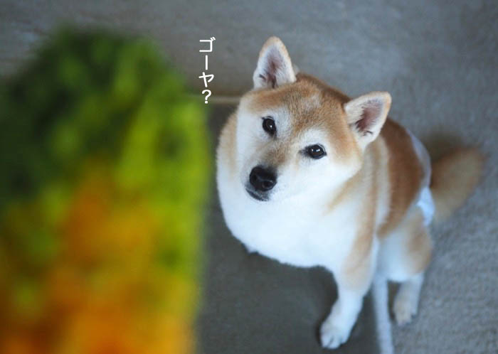 13日夕ブログ2