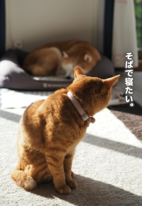 28日夕ブログ４