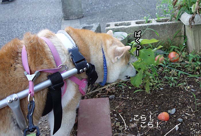 あん シソを食べる犬になる 湘南凸凹柴wan日記 Powered By ライブドアブログ あん シソを食べる犬になる 湘南凸凹柴wan日記 Powered By ライブドアブログ