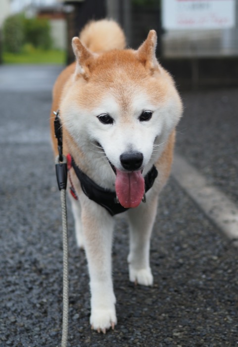 30日夕ブログ８
