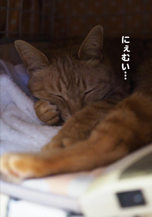 22日夕ブログ６