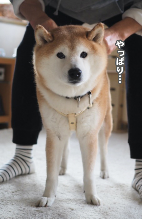 7日夕ブログ４