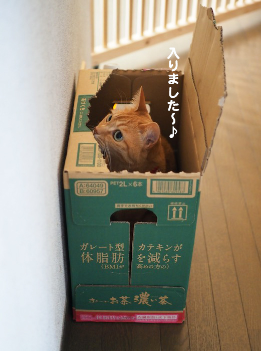 8日夕ブログ２