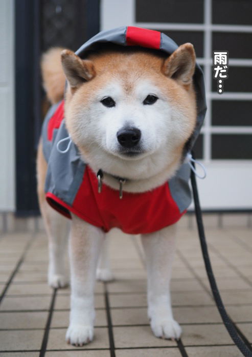19日夕ブログ4