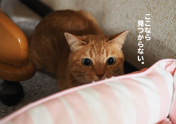 21日夕ブログ６