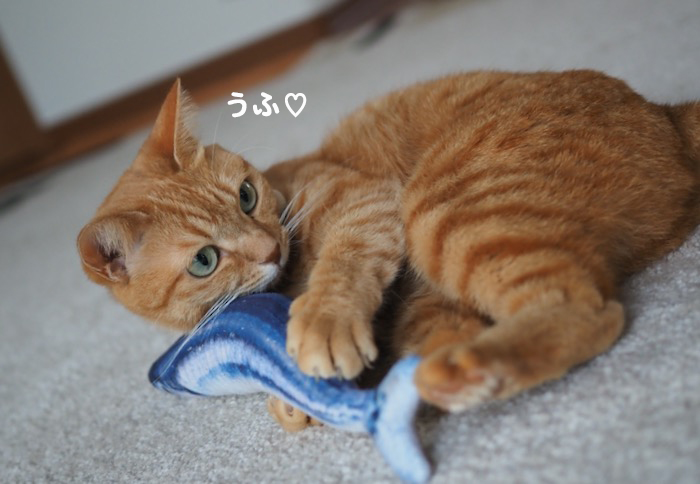 19日夕ブログ2