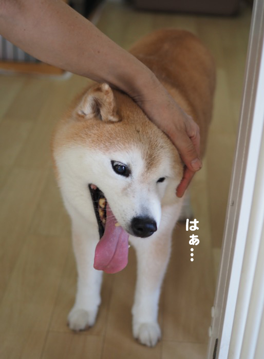13日夕ブログ１１