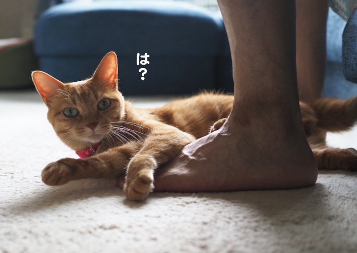 12日夕ブログ３