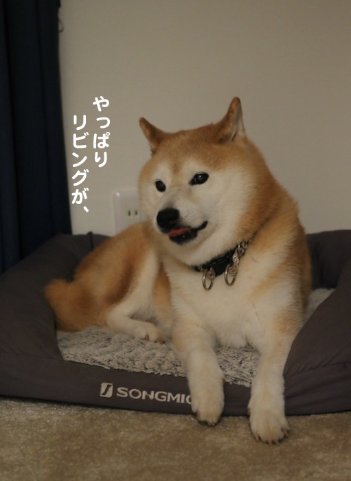 21日夕ブログ６