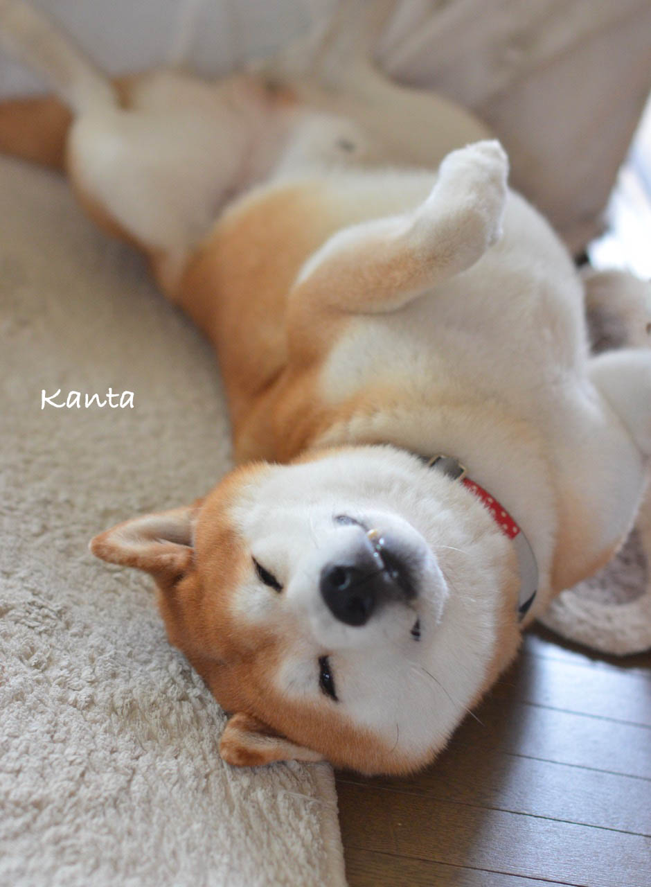 撮り方によって違って見える犬の表情 湘南凸凹柴wan日記 Powered By ライブドアブログ 撮り方によって違って見える犬の表情 湘南凸凹柴wan日記 Powered By ライブドアブログ