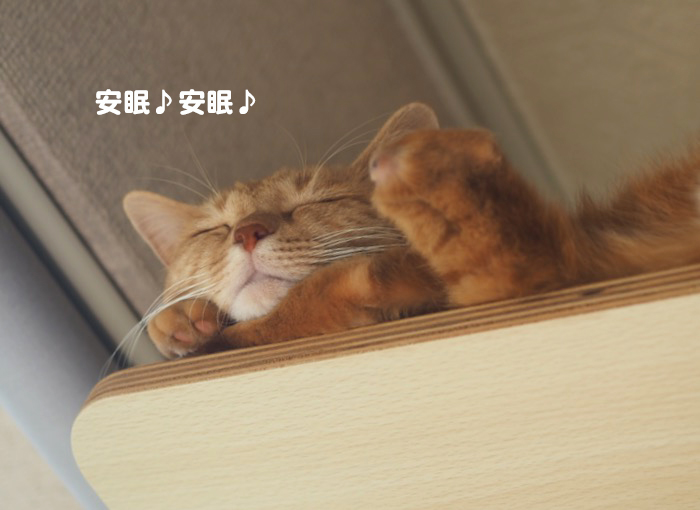 9日夕ブログ２