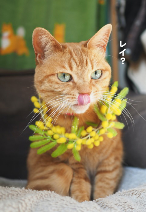 9日夕ブログ５