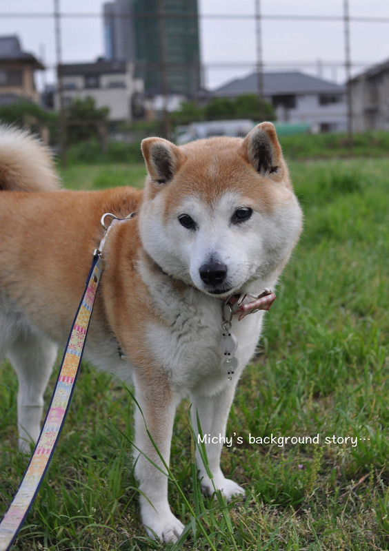 2犬紹介6