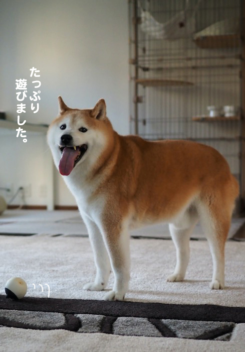 18日夕ブログ８