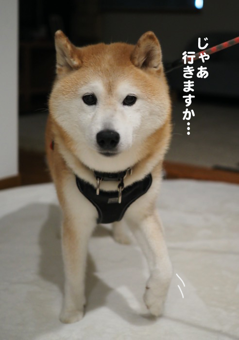 27日夕ブログ８