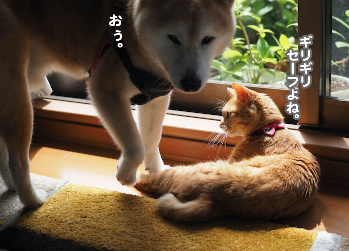 15日夕ブログ10
