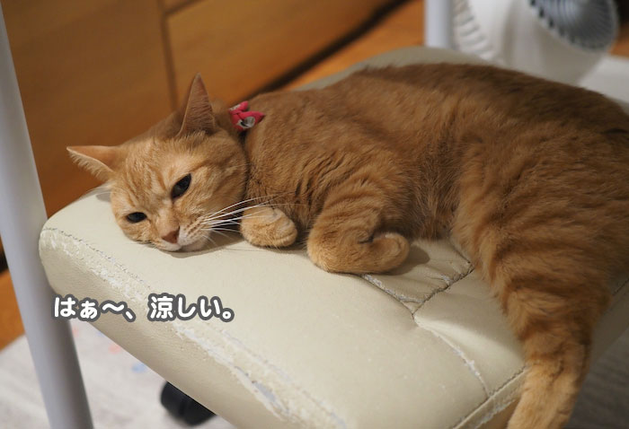 17日夕ブログ3