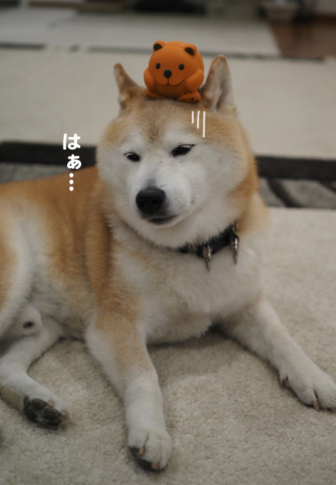 15日夜ブログ９