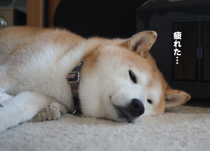 2日夕ブログ１１