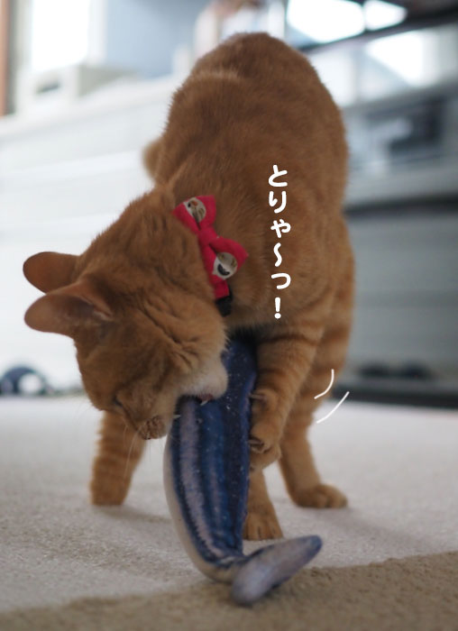 ５日夕ブログ５