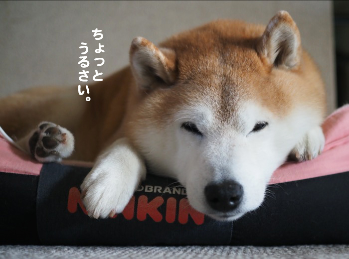 21日夕ブログ３