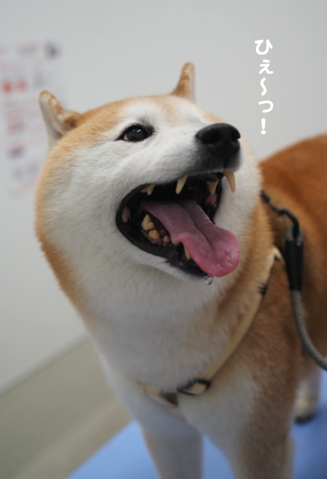 7日夕ブログ７