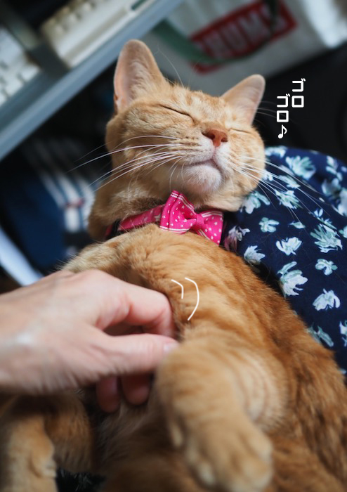 27日夕ブログ４