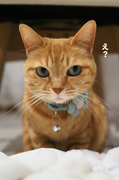 16日夕ブログ２