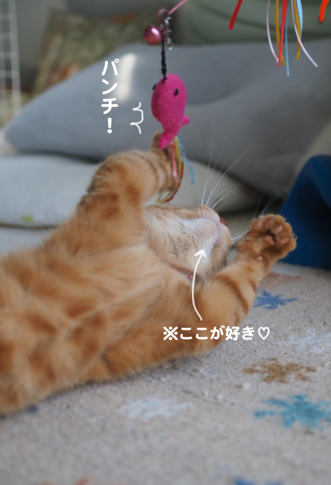 10日夕ブログ５