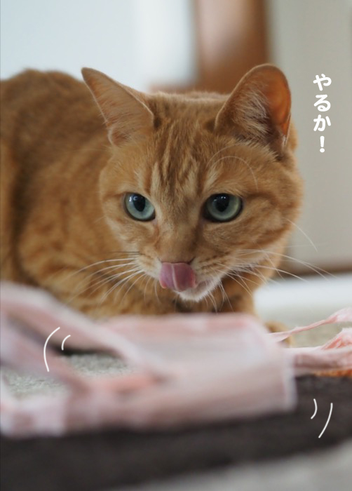 1日夕ブログ３