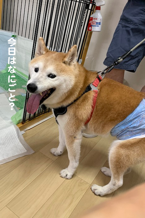 18日夕ブログ６