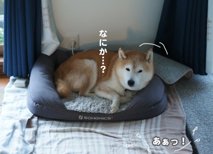21日夕ブログ７