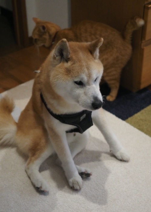 23日夕ブログ４