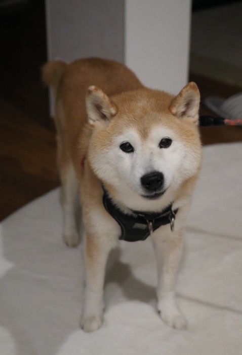 11日ブログ１