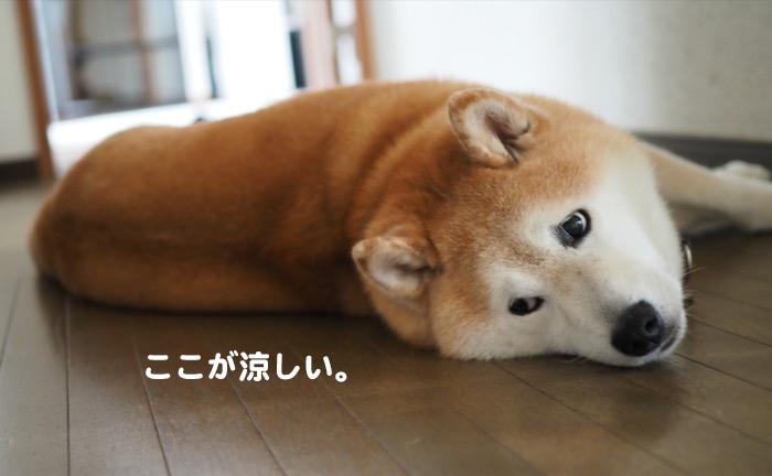 4日夕ブログ７