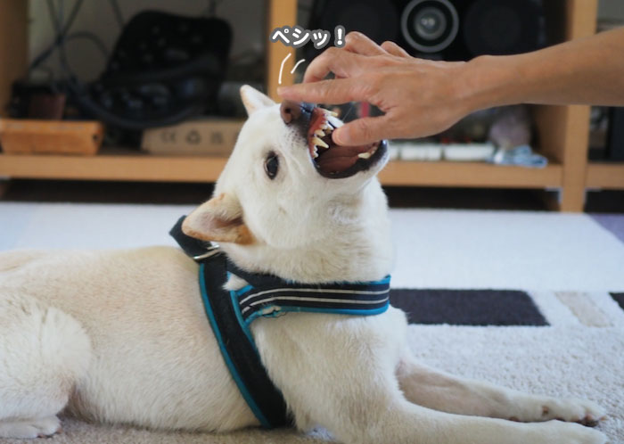 7日夕ブログ５