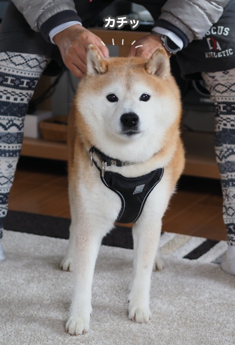 20日夕ブログ９