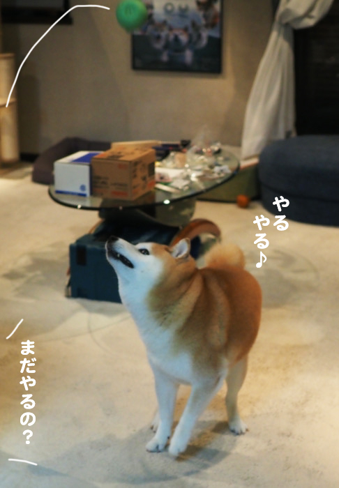 11日夕ブログ８