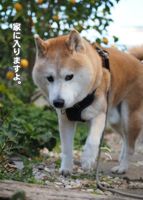 20日夕ブログ７