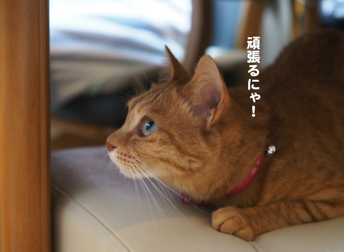 30日ブログ５