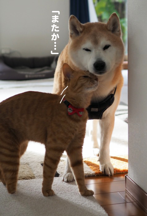 15日夕ブログ８