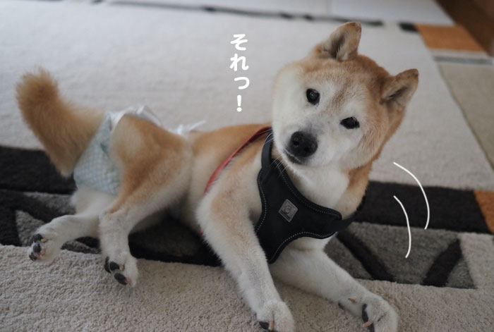 13日夕ブログ３