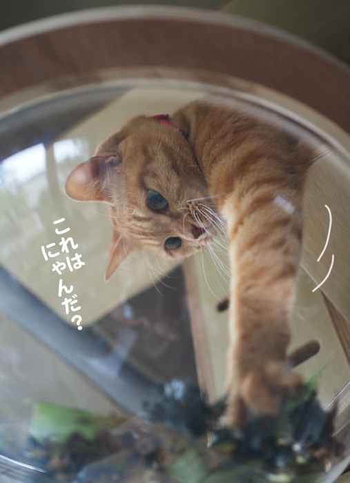 6日夕ブログ３