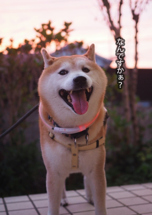 19日夕ブログ２
